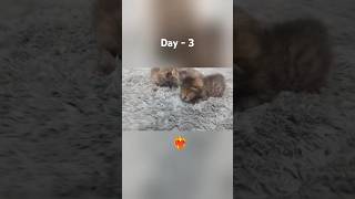 New born Kittens 😽 newbornkitten kittens Day  3 [upl. by Bellis]