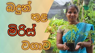 how to grow chilli  miris wagawa sinhala  බදුන් තුළ මිරිස් වගා කරමුමිරිස් වගාව [upl. by Fahey]