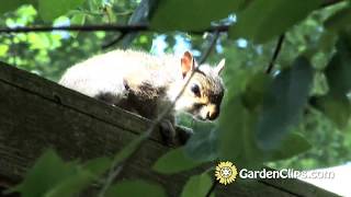 Do Chipmunks eat Serviceberries [upl. by Lusar]