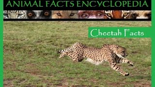 Cheetah Facts  Animal Facts Encyclopedia [upl. by Asssilem610]