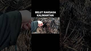 Detik Detik Tertangkapnya Monster Purba Kalimantan [upl. by Odlanor]