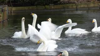 Whooper swans whooping up a storm [upl. by Bernardina]