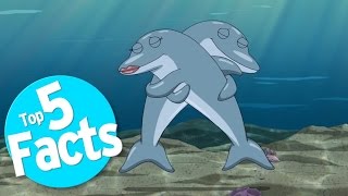 Top 5 Freaky Facts About Dolphin Sex [upl. by Annerb]