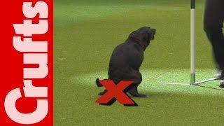 HILARIOUS  Dog takes a dump on TV  Crufts 2012 Bloopers [upl. by Knobloch407]