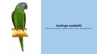 Video Encyclopedia of Parrot Species  209 Aratinga Weddellii [upl. by Francesco]