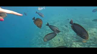 2023 12 14 MALDIVES  EMERALD FAARAFUSHI  JETTY SNORKELLING [upl. by Sirraf536]