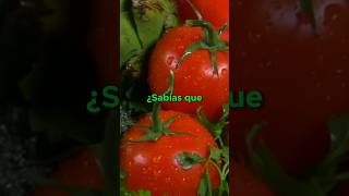 El Poder Nutritivo del Tomate ¡Descúbrelo [upl. by Elleinahc51]