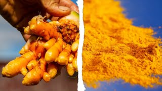 TURMERIC  How Does it Grow [upl. by Borszcz]