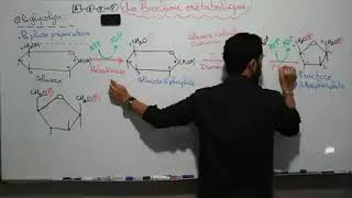 Biochimie Métabolisme des glucides Séance 1 S4Svi [upl. by Drofla]