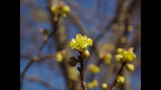 Northern Spicebush Plant Profile [upl. by Kraska929]