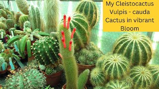 My Cleistocactus VulpisCauda in vibrant Bloom cactus cacti cactusplant [upl. by Kora497]