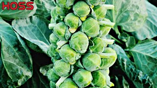 Why are BRUSSELS SPROUTS so hard to grow [upl. by Assirrec787]