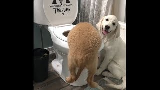 Funny and Cute Cat and Dog compilation 2018 5  FunnyAnimals [upl. by Carrington768]