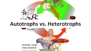 Autotrophs vs Heterotrophs [upl. by Yntirb736]