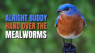 Tips on How to Attract an Eastern Bluebird BirdsWalkingDown [upl. by Bicknell]