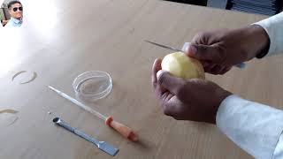 to demonstrate osmosis by potato osmometer class 11th Bio practical scienceexperimentsvasifali7757 [upl. by Einitsed]