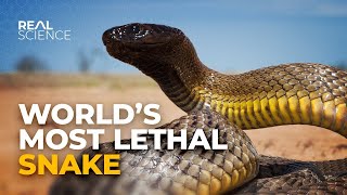 Inland Taipan The Fierce Snake Unveiled [upl. by Olathe401]