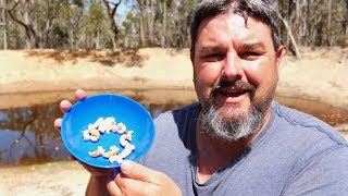 yabby catch and cook  dry fried yabbies [upl. by Atinel560]