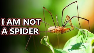 Opiliones facts theyre also known as daddy long legs  Animal Fact Files [upl. by Adnowat]