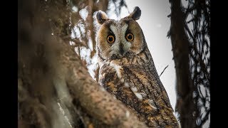 The Five Owls of Britain [upl. by Lymn310]