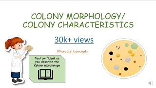 BACTERIAL COLONY MORPHOLOGY  CHARACTERISTICS  Microbiology basics  FY BSc practical series [upl. by Katzman575]