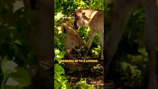 Lioness Shows Unlikely Mercy to Calf [upl. by Waxman]