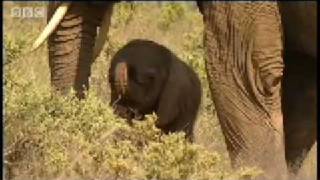 One day old baby elephant  BBC Animals [upl. by Nnywg308]