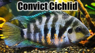 Convict Cichlid  Care Guide amp Species Profile [upl. by Ellehcil760]