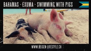 Bahamas  Exuma Swimming with Pigs  reiisenlifestylech [upl. by Ahsuas]