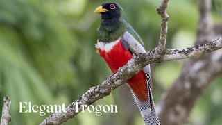 Birds of the World  32  Elegant trogon  Trogon elegans  trogon  Birds of America  Arizona [upl. by Manly]