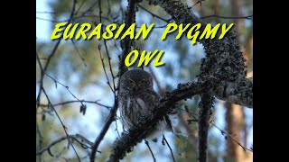 Eurasian pygmy owl [upl. by Shandie217]