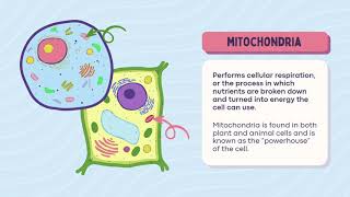 The Organelles of the CELL  Part  1 [upl. by Treblah]