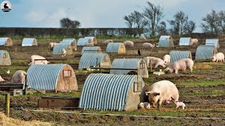 Granja de cerdos al aire libre  Asombrosa Modelo Criar cerdos más sanos y carne más deliciosa [upl. by Odlonyer]