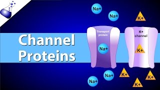 Channel Proteins [upl. by Oiramad773]