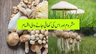 Mushrooms and its Types Edible Mushrooms Farming How to grow Mushroomsمشروم اور اسکی اقسام [upl. by Abas]