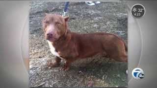 Dachshund pit bull mix up for adoption [upl. by Aizan252]