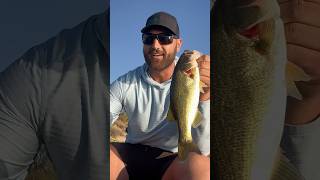 Lake Saguaro bass fishing fish bassfishing dropshot arizona fishtips largemouthbassin lake [upl. by Aracal]