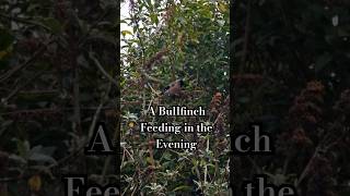 Bullfinch Feeding In the Evening [upl. by Schechinger]