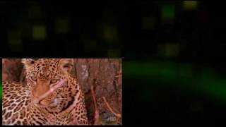 Leopard Documentary The Leopard Son Full Documentary [upl. by Orly]