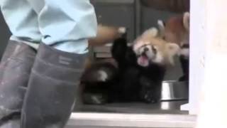 HILARIOUS Red Panda Racoon Freaks Out in Slow Motion [upl. by Ydnik]