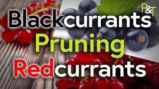 Pruning Blackcurrants and Redcurrants Whats the Difference  Pots amp Trowels [upl. by Vanya]