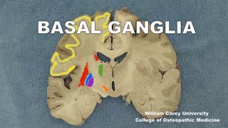 Basal ganglia substantia nigraneuroanatomy basalganglia forebrainstriatumneuroscience [upl. by Bart]