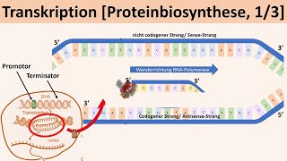 Transkription Proteinbiosynthese 13  Biologie Genetik Oberstufe [upl. by Econah971]