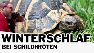 Schildkröten im Winterschlaf [upl. by Davidde]