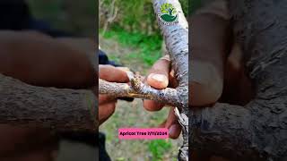 Graft apricot grafting nature [upl. by Westleigh]