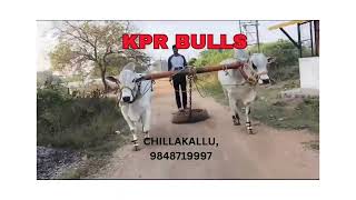 KPR BULLS Chillakallu kprbulls chillakallu [upl. by Eloken]