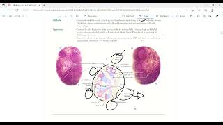 Lymph node  Lymphoid Structures  Immunology  First Aid Lectures  Lec1 drjamillectures [upl. by Hnah]