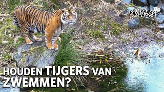 Houdt een TIJGER van ZWEMMEN 🐅  De Vraag Van Vandaag [upl. by Damali]