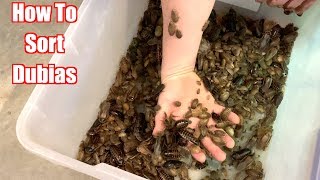 How To Sort Dubia Roaches  See the whole colony [upl. by Cos]