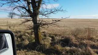 coyote hunting with greyhounds [upl. by Robillard168]